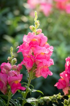 The background image of the colorful flowers, background nature