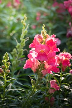 The background image of the colorful flowers, background nature