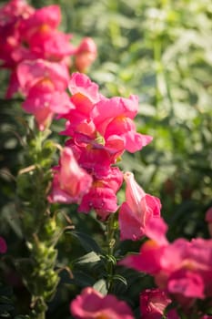 The background image of the colorful flowers, background nature