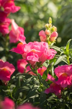 The background image of the colorful flowers, background nature