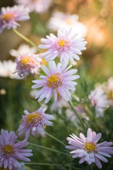 The background image of the colorful flowers, background nature