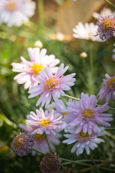 The background image of the colorful flowers, background nature