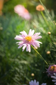 The background image of the colorful flowers, background nature