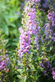 The background image of the colorful flowers, background nature