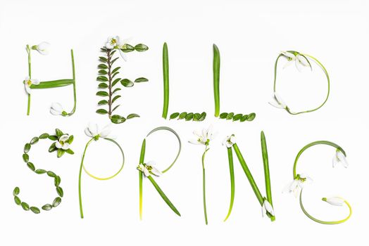 Greetings spring.The inscription of fresh green leaves on a white background Hello Spring. Greetings spring. Postcard. Selective focus.