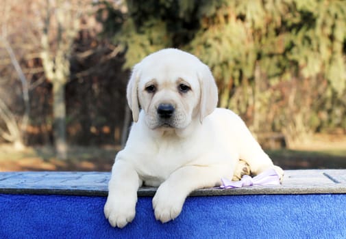 the little yellow labrador puppy sitting on blue background