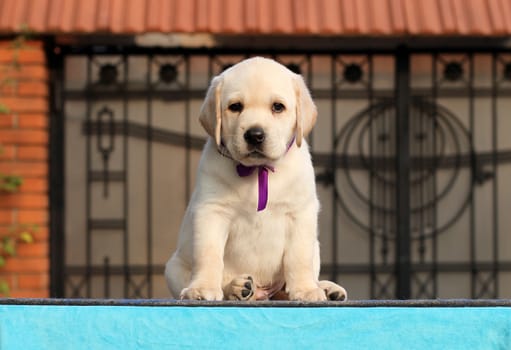 the little yellow labrador puppy sitting on blue background