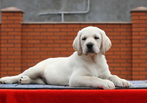 little yellow labrador puppy sitting on red background