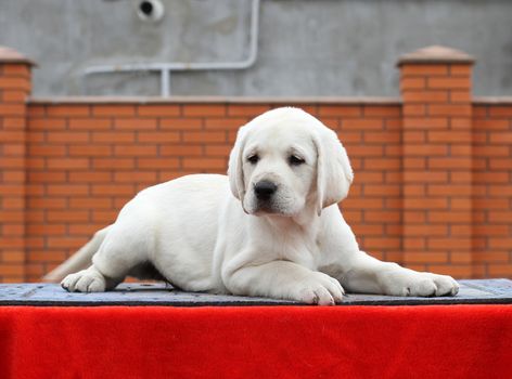 a little yellow labrador puppy sitting on red background