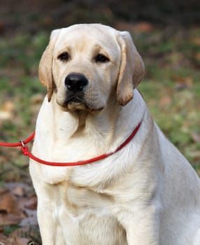 a yellow labrador sitting in the park