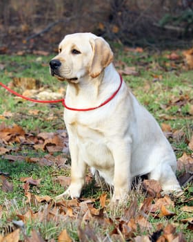 the yellow labrador sitting in the park