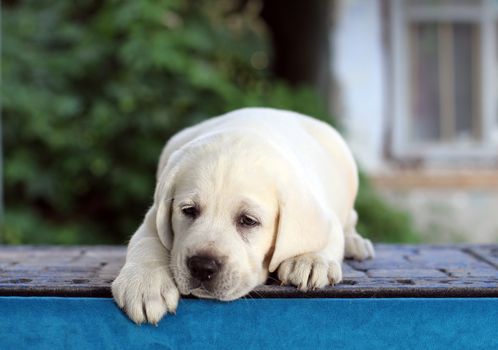 the sweet little yellow labrador puppy sitting on blue background
