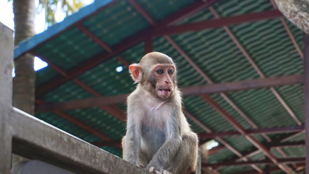 A cute monkey sits on an iron bar - China, Hainan