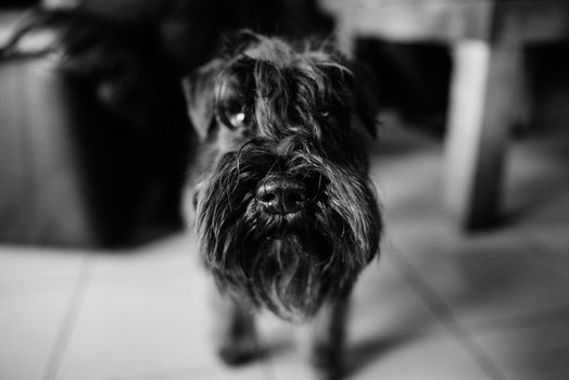 black terrier next to a man