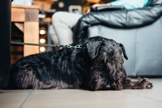 black terrier next to a man