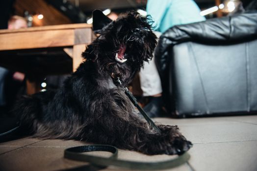 black terrier next to a man