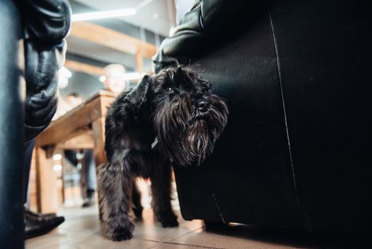 black terrier next to a man