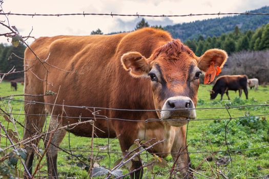 A friendly cow says hello at her fence. Northern California, USA.