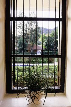 Euphorbia tirucalli plant on window