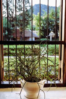 Euphorbia tirucalli plant on window