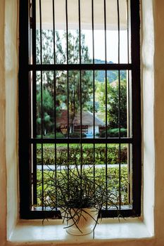 Euphorbia tirucalli plant on window