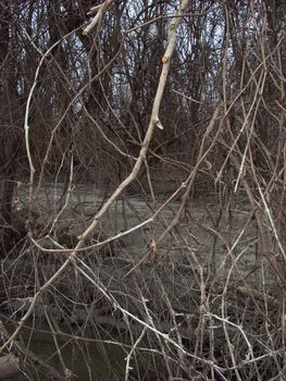 The Danube's arms and islands are awaiting the spring.
Trees, shrubs, herbs, paths, birds, snow and ice are worth touching, seeing, sniffing.
You will surely return on a beautiful day through these little places.
