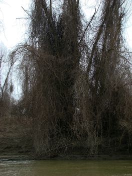 The Danube's arms and islands are awaiting the spring.
Trees, shrubs, herbs, paths, birds, snow and ice are worth touching, seeing, sniffing.
You will surely return on a beautiful day through these little places.