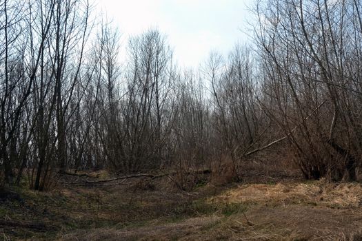 The Danube's arms and islands are awaiting the spring.
Trees, shrubs, herbs, paths, birds, snow and ice are worth touching, seeing, sniffing.
You will surely return on a beautiful day through these little places.