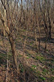 The Danube's arms and islands are awaiting the spring.
Trees, shrubs, herbs, paths, birds, snow and ice are worth touching, seeing, sniffing.
You will surely return on a beautiful day through these little places.