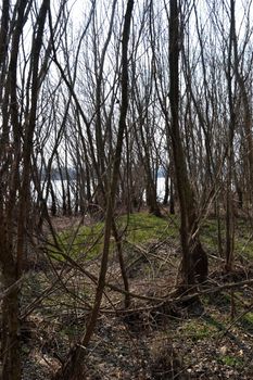 The Danube's arms and islands are awaiting the spring.
Trees, shrubs, herbs, paths, birds, snow and ice are worth touching, seeing, sniffing.
You will surely return on a beautiful day through these little places.