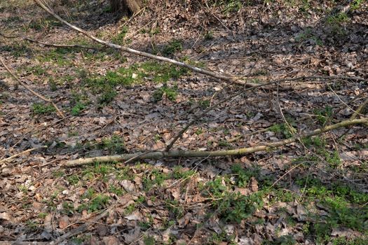 The Danube's arms and islands are awaiting the spring.
Trees, shrubs, herbs, paths, birds, snow and ice are worth touching, seeing, sniffing.
You will surely return on a beautiful day through these little places.