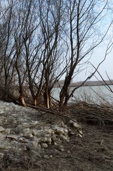 The Danube's arms and islands are awaiting the spring.
Trees, shrubs, herbs, paths, birds, snow and ice are worth touching, seeing, sniffing.
You will surely return on a beautiful day through these little places.
