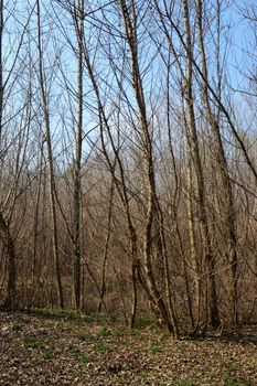The Danube's arms and islands are awaiting the spring.
Trees, shrubs, herbs, paths, birds, snow and ice are worth touching, seeing, sniffing.
You will surely return on a beautiful day through these little places.