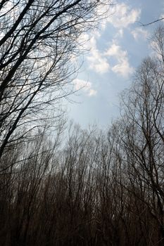 The Danube's arms and islands are awaiting the spring.
Trees, shrubs, herbs, paths, birds, snow and ice are worth touching, seeing, sniffing.
You will surely return on a beautiful day through these little places.
