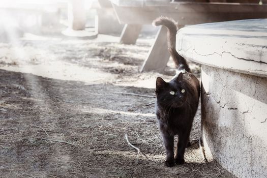 Black cat walking in the park.