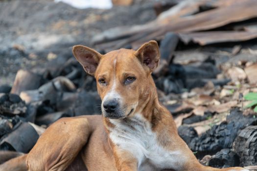 Brown dog with his sad eyes waiting for his owner.