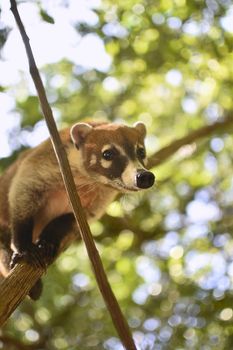 Coati balanced between the branches #3