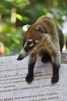 Portrait of a Coati in its natural environment
