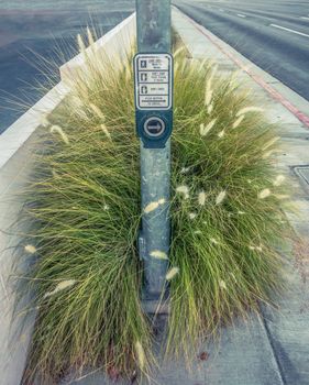 Weeds Growing Around A Crosswalk Button In A Deserted Desert Town In The USA