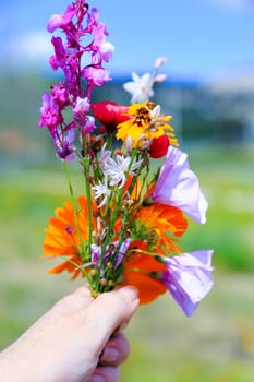 A woman hand holding a bouquet of wild flowers and herbs collected on the top of a mountain, wild nature postcard