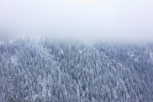 Aerial view on the coniferous forest in the mountains in winter. Foggy, uncomfortable unfriendly winter weather.