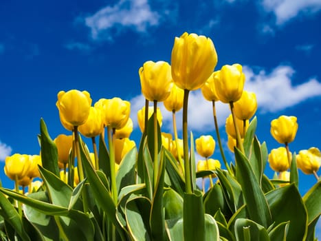Beautiful yellow tulips with blue sky in a nice day in Spring