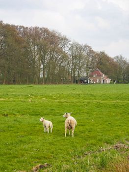 Sheeps that have been shaved in meadow in the countryside of the Netherlands.