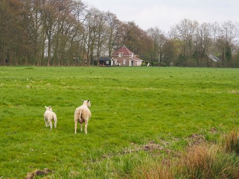 Sheeps that have been shaved in meadow in the countryside of the Netherlands.