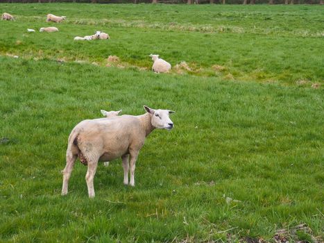 Sheeps that have been shaved in meadow in the countryside of the Netherlands.