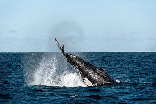 Whale migrating south tail slapping off the coast of Australia