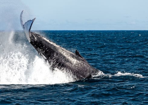 Whales playing off the coast of Sydney during migration.