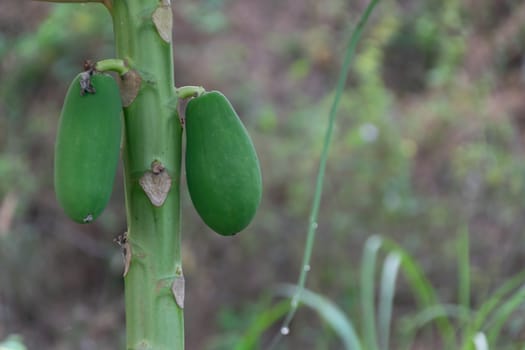 Close up of papaya fruit and tree in the garden