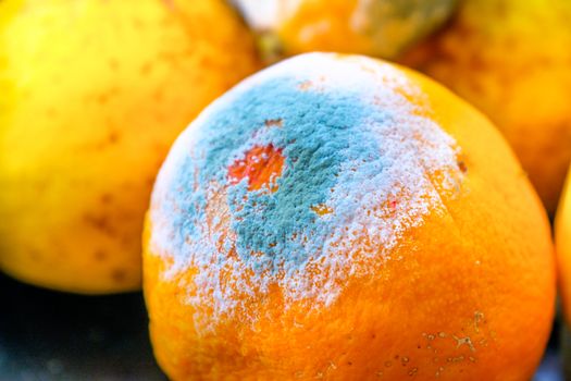 moldy orange citrus fruit mold