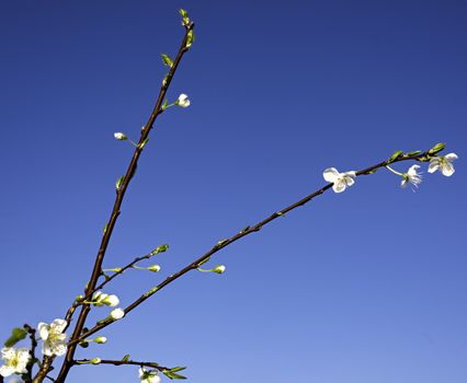 Beautiful almond tree flowers against blue sky Prunus triloba .